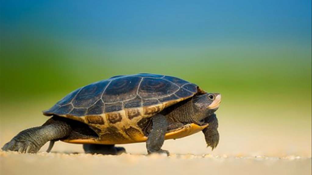 Mộng thấy rùa đen là báo hiệu tốt hay xấu?