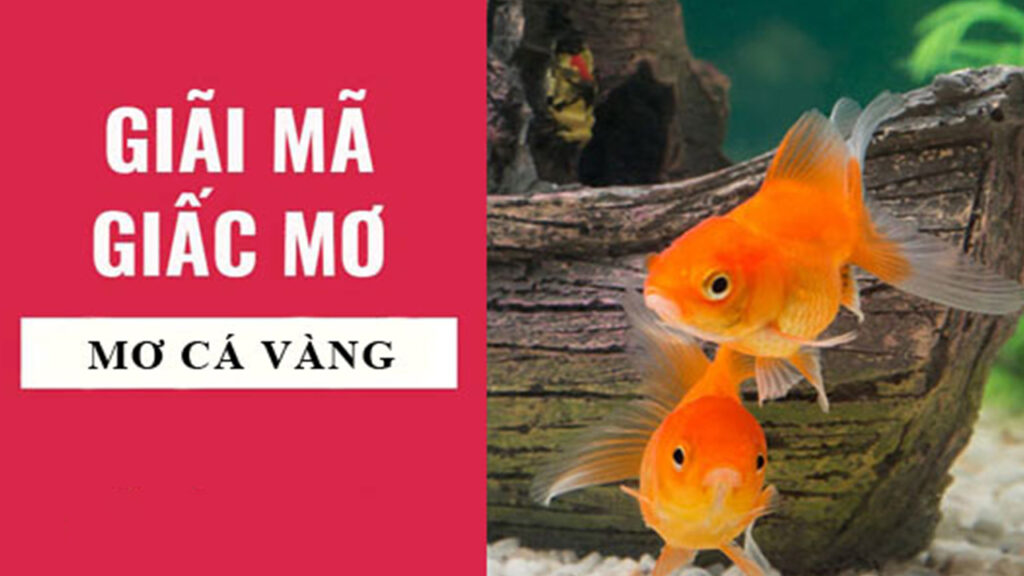 Mơ thấy cá vàng là điềm báo gì?