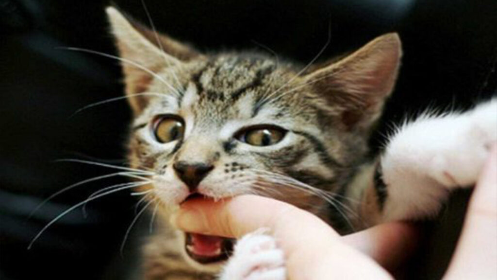 Mơ thấy mèo cắn tay là điềm báo như thế nào?