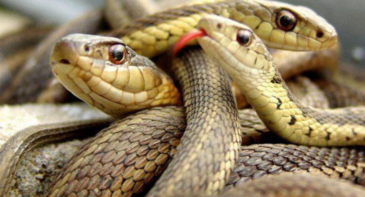 Mơ thấy nhiều rắn đánh con gì?