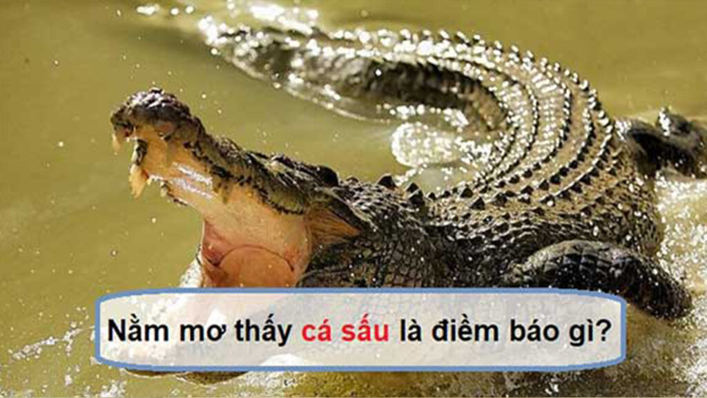 Nằm chiêm bao thấy cá sấu là điềm gì?