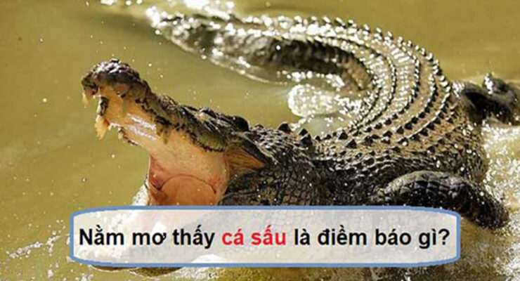Nằm chiêm bao thấy cá sấu là điềm gì?